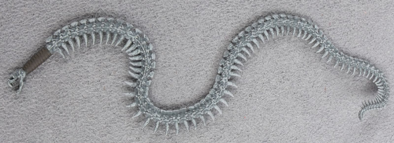 File:Snake-whip-worn-bone - side.jpg