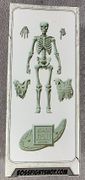 08-skeleton-blank-bone-white-box-back.jpg