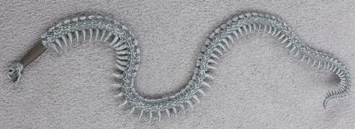 Snake-whip-worn-bone - side.jpg