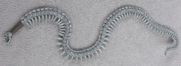 Snake-whip-worn-bone - side.jpg