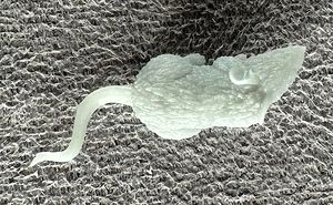 14-vitruvian-hacks-sub-09-bad-to-the-bone-mammoth-mouse-solo-title.jpg