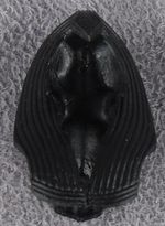 02-anubis-headdress-black.jpg