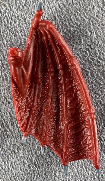 File:19-elgor-gomory-wing-closed-l.jpg